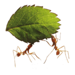 Picture of ants